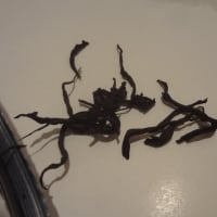 お茶のカジハラさんから春摘みべにふうき紅茶到着！