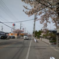 自衛隊通りの桜