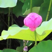 白鷺公園