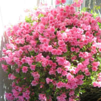 我が家の花で～す