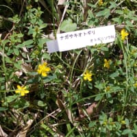 ＮＨＫ野山の植物（剣山）