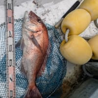 2号船午前便マアジ釣りです。１号船午後便でウタセマダイです。