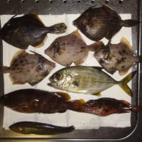 小魚五目（諌早市有喜漁港）