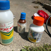 シャインマスカットなどの3回目の消毒