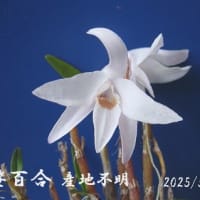 　石斛　せっこく　セッコク　菊　令和７年5月２５日