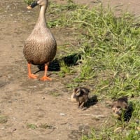 カルガモ親子～見次公園