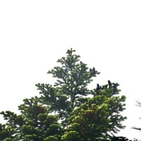 霧の八幡平