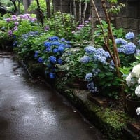 北鎌倉・古陶美術館