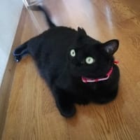 今日もお陽さん元気で...