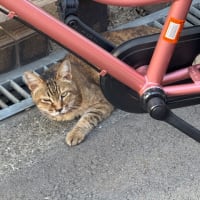 散歩中に見かけたネコ