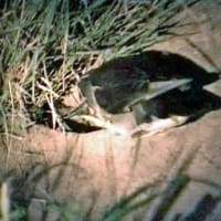 海鳥のサンクチュアリ　天売島と森林浴を楽しむメルヘンの焼尻島　２５回目　天売島