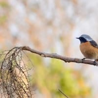 06/25探鳥記録写真：２０２５年３月に出会った鳥たち①