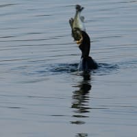 Miraculous Moment: A Cormorant Swallows a Black Bass at Lake Kawaguchi at Dawn
