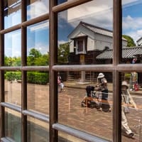 アナベルが咲き出してました