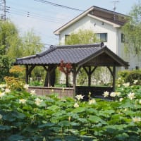 保寧寺の蓮「2025」