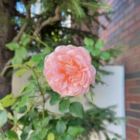 暑さと強風の中種まき苗の整理＆エキナセアが元気です