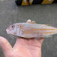 大きなヨスジヒメジ
