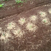 5月12日・ダイコン発芽！