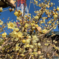 わんこの散歩に行かなくなって…
