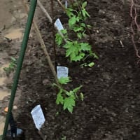 やっとゴーヤーの苗を植えた！