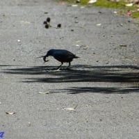 イソヒヨドリの捕食