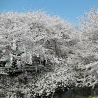 堀川沿いの桜2011 4