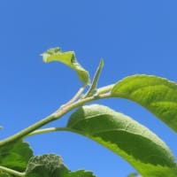 摘花から摘果へ