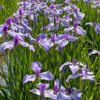 花しょうぶまつり〜　横須賀しょうぶ園　2025