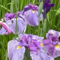 花菖蒲