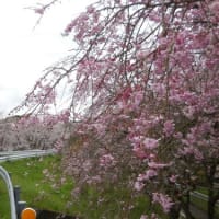 高速で巡った桜いろいろ