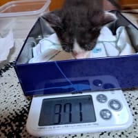  ニャオハです
