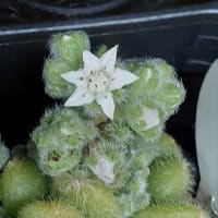 華川、花炎、水面の妖精…大輪系の開花です