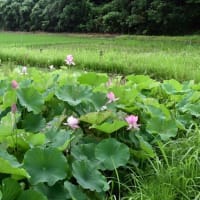 雨の日のハス　期待ほど降らず　2025/07/10（鹿児島）