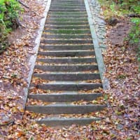 愛媛県今治市、菊間町川上「天一神社のクスノキ」（市指定）です！！