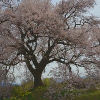 富士山、八ヶ岳、茅ケ岳を背景に見る満開の「わに塚一本桜」。