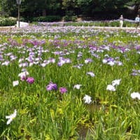 菖蒲園に行ってショウブの花を見る