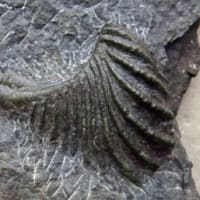 石堂層のプテロトリゴニア　　　Pterotrigonia sp