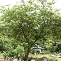 華蔵院の不思議