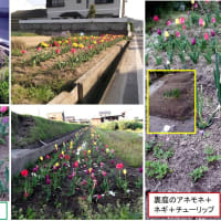 【趣味の園芸】 チューリップが咲いた。４月１２日までの様子。　（裏庭のチューリップを追加。）