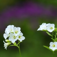 白花ヒダカハナシノブ の危機