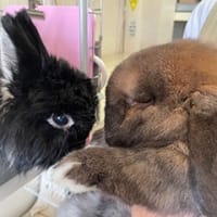きらウサギ日記、Amebaブログに引っ越し済みです。