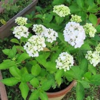 我が家の「アジサイ」もようやく開花。