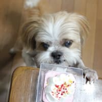 ロゼ14歳になりました！