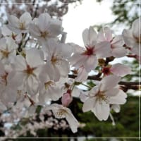 橿原神宮の桜