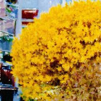 パリの花