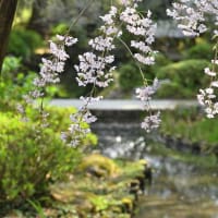 平安神宮　春