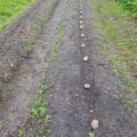 ジャガイモの植え込み