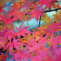 紅葉が素敵