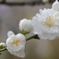 2025年 満開の桜（その１） 神原の枝垂れ桜 / さくらさくら＆風のように