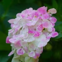 花は”みんな違ってみんな良い”